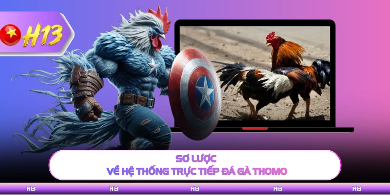 Sơ lược về hệ thống trực tiếp đá gà Thomo H13
